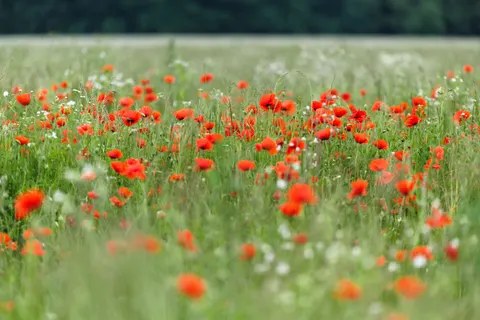 野花草甸 4K壁纸 · nature · 3840×2560