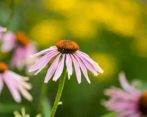 Wildflower Meadow 4K Wallpaper · nature · 3840×3072