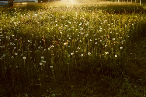 Wildblumenwiese 4K Hintergrundbild · nature · 3840×2560