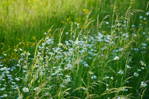 Wildflower Meadow 4K Wallpaper · nature · 3840×2560