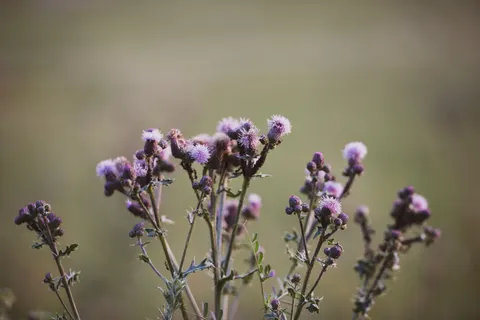 Fond d'écran Prairie de fleurs sauvages 4K · nature · 3840×2563