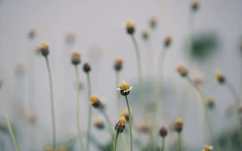 والپیپر چمنزار گل‌های وحشی با کیفیت 4K · nature · 3840×2400