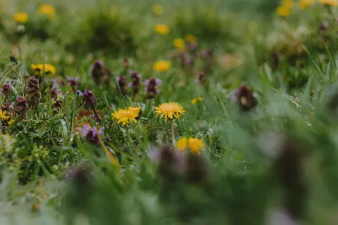 خلفية مرج الأزهار البرية بدقة 4K · nature · 3840×2560
