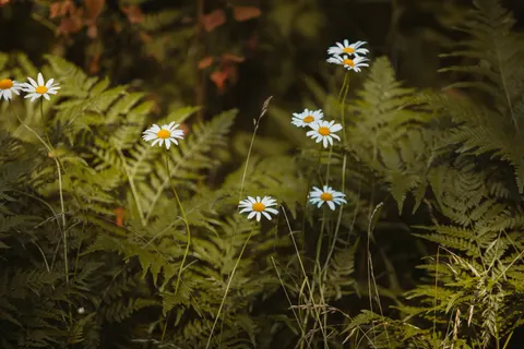 Wildflower Meadow 4K Wallpaper · nature · 3840×2560