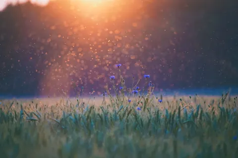 Hình nền Đồng cỏ hoa dại 4K · nature · 3840×2560