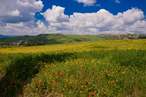 Wildblumenwiese 4K Hintergrundbild · nature · 3840×2563