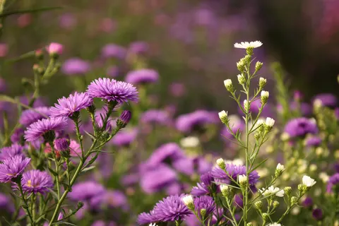 Fond d'écran Prairie de fleurs sauvages 4K · nature · 3840×2560