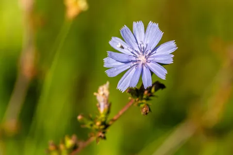 Kır Çiçeği Çayırı 4K Duvar Kağıdı · nature · 3840×2561