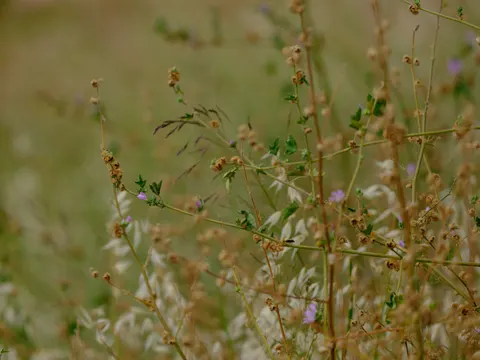 野花草甸 4K桌布 · nature · 3840×2880