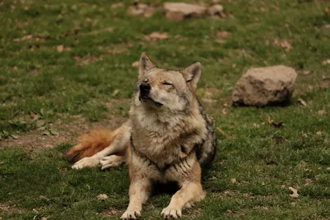 Wolf 4K Wallpaper · animals · 3840×2560