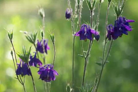 野花草甸 4K桌布 · nature · 3840×2560