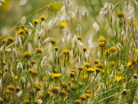 Wildflower Meadow 4K Wallpaper · nature · 3840×2880