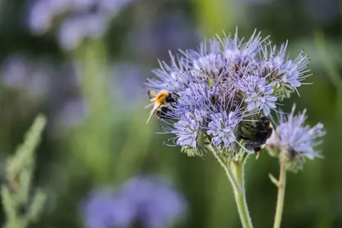 Обои Луг полевых цветов 4K · nature · 3840×2560