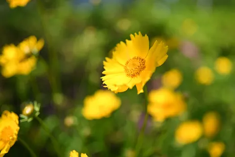 野花草甸 4K壁纸 · nature · 3840×2560