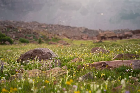 野花草甸 4K桌布 · nature · 3840×2560