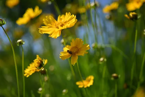 野花草甸 4K桌布 · nature · 3840×2560