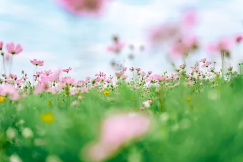野花草甸 4K壁纸 · nature · 3840×2560