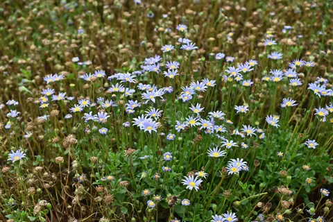 Wildflower Meadow 4K Wallpaper · nature · 3840×2563