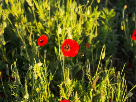 Fondo de pantalla Pradera de flores silvestres 4K · nature · 3840×2882