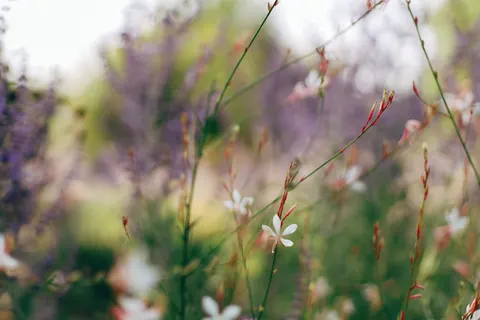 野花草甸 4K桌布 · nature · 3840×2560