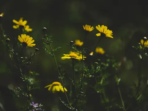 خلفية مرج الأزهار البرية بدقة 4K · nature · 3840×2880