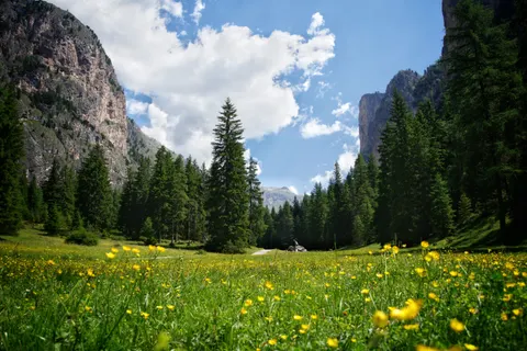 Fond d'écran Prairie de fleurs sauvages 4K · nature · 3840×2560