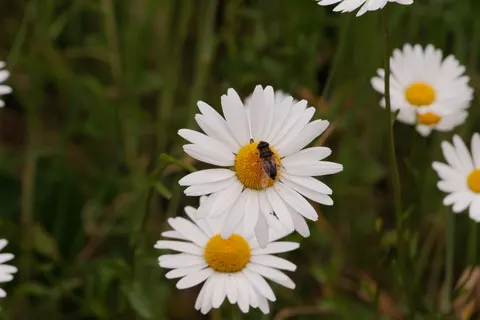 Papel de parede Prado de flores silvestres 4K · nature · 3840×2560