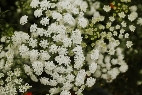 Fond d'écran Prairie de fleurs sauvages 4K · nature · 3840×2560
