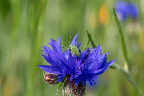 Wildblumenwiese 4K Hintergrundbild · nature · 3840×2560