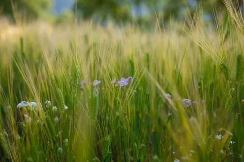 Wildblumenwiese 4K Hintergrundbild · nature · 3840×2560