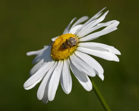 Wildflower Meadow 4K Wallpaper · nature · 3840×3072