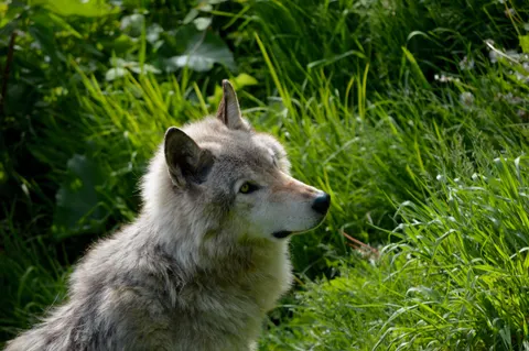 Wolf 4K Wallpaper · animals · 3840×2553