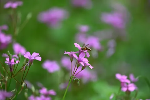 野花草甸 4K桌布 · nature · 3840×2560