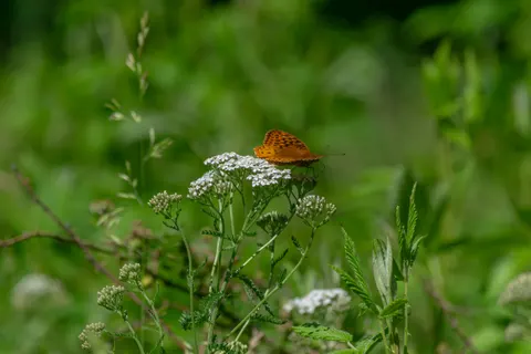 والپیپر چمنزار گل‌های وحشی با کیفیت 4K · nature · 3840×2560