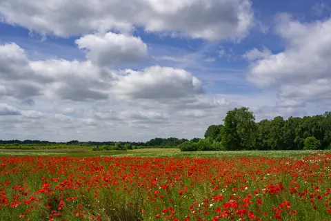 Wildflower Meadow 4K Wallpaper · nature · 3840×2560