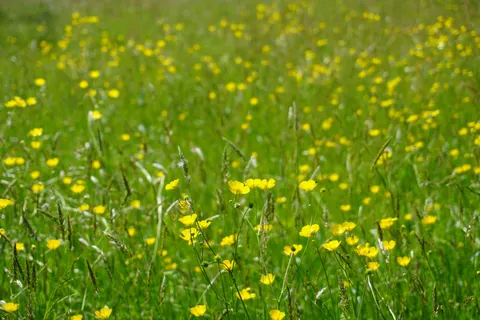 Wildblumenwiese 4K Hintergrundbild · nature · 3840×2560