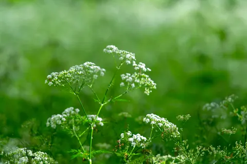 Wildblumenwiese 4K Hintergrundbild · nature · 3840×2560