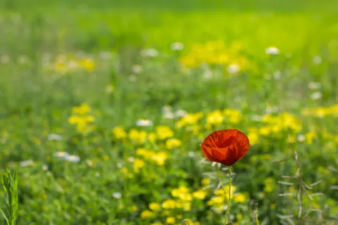 Wildflower Meadow 4K Wallpaper · nature · 3840×2560