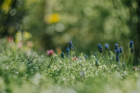 Wildblumenwiese 4K Hintergrundbild · nature · 3840×2560