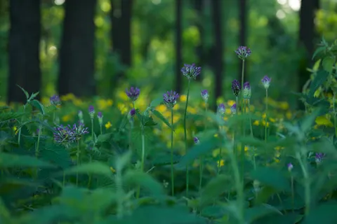 野花草甸 4K桌布 · nature · 3840×2560