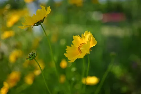 Fond d'écran Prairie de fleurs sauvages 4K · nature · 3840×2560