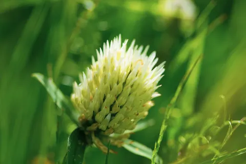 野花草甸 4K桌布 · nature · 3840×2563