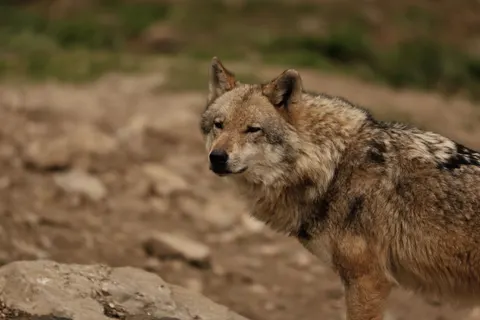 Wolf 4K Wallpaper · animals · 3840×2559