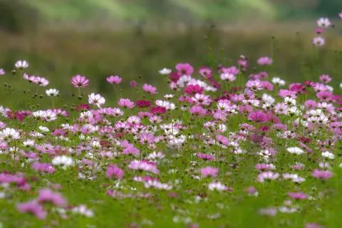 Wildflower Meadow 4K Wallpaper · nature · 3840×2560