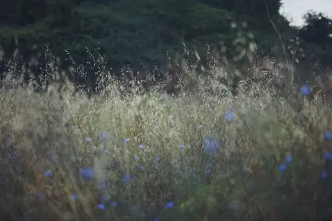 야생화 초원 4K 배경화면 · nature · 3840×2560
