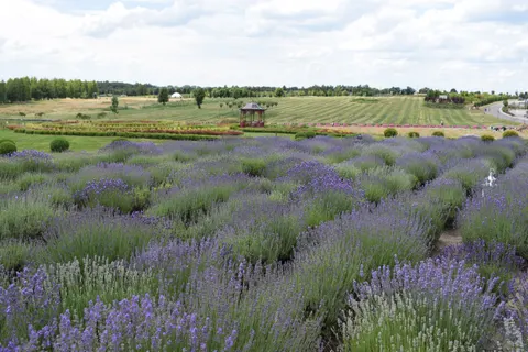 Sfondo Campo di Lavanda 4K · flowers · 3840×2560
