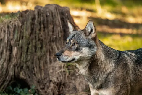 Wolf 4K Wallpaper · animals · 3840×2560
