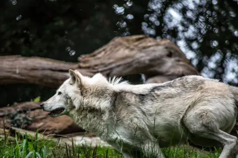 भेड़िया 4K वॉलपेपर · animals · 3840×2563