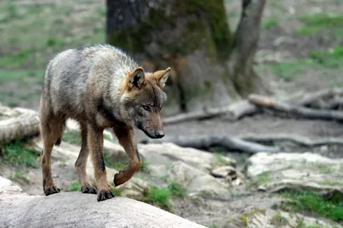 Wolf 4K Wallpaper · animals · 3840×2560
