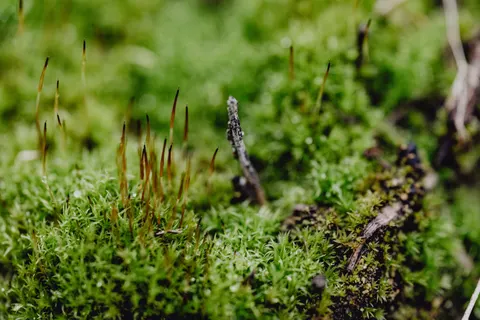 Forest Stream 4K Wallpaper · nature · 3840×2560